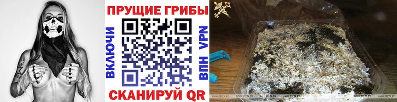 Псилоцибиновые грибы Cubensis  Купить  Железногорск-Илимский 